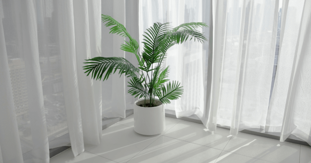 窓際の観葉植物