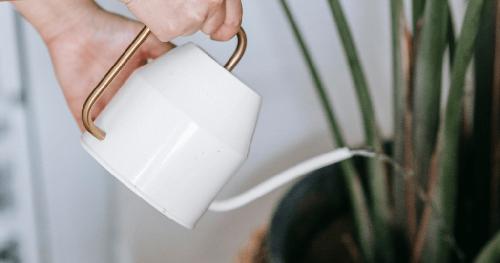 観葉植物の水やり